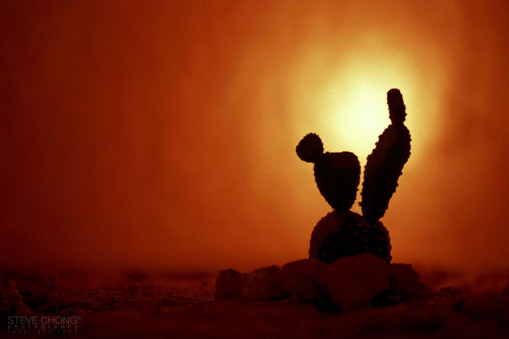 Sun Sand & Sex