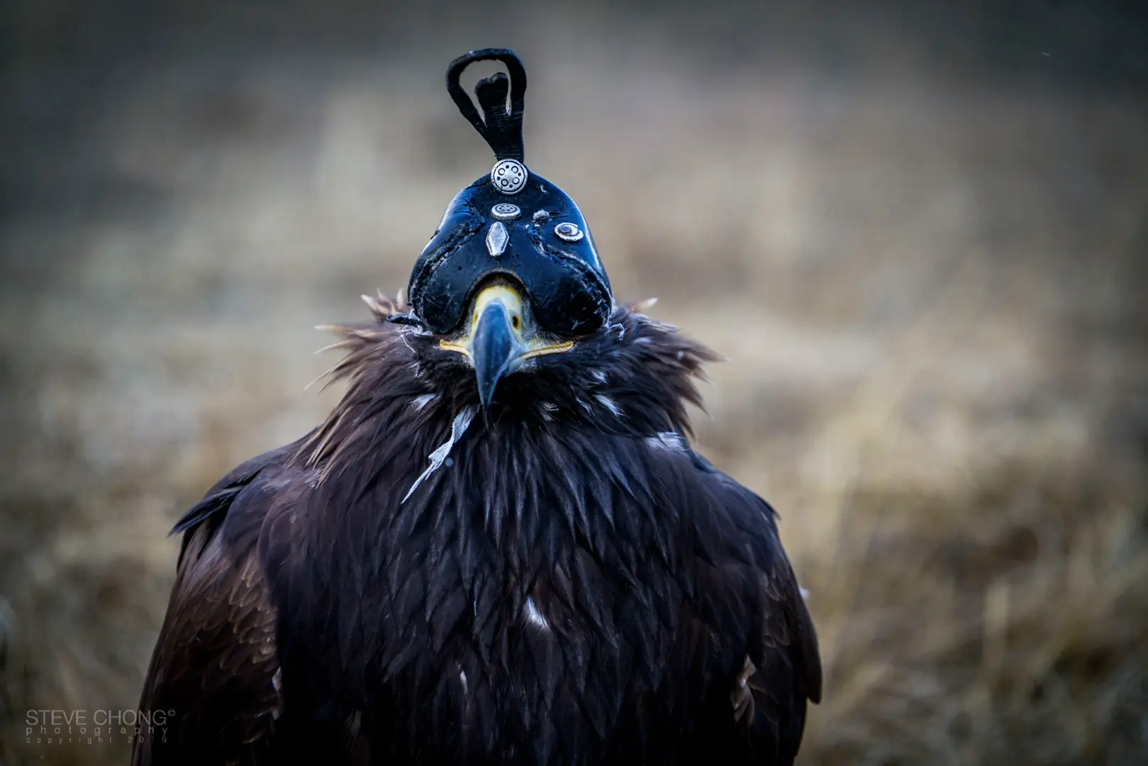 Gold Eagle Festival 2018